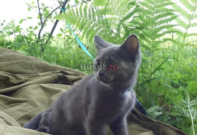 Британская кошечка, 5 мес.3 тыс.руб Балабаново