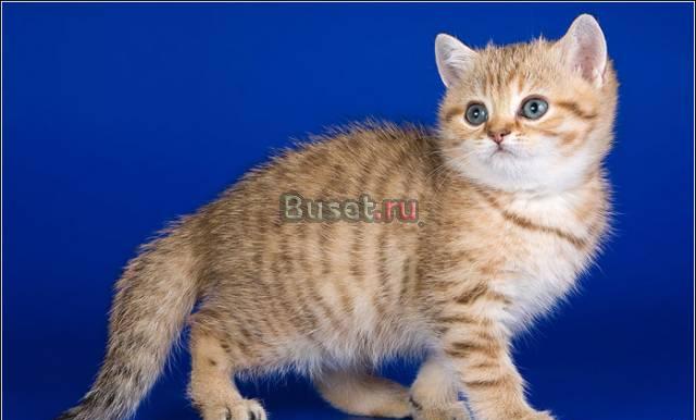 Британский золотой котик Москва