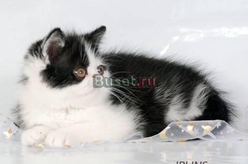 Экзотический котик Москва