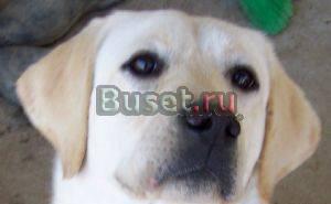 Лабрадор подрощенные щенки Москва