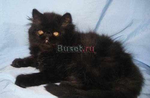 Персидский котик Москва