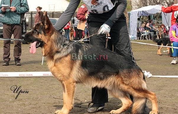Эксклюзивный помет от вязки в финляндии Санкт-Петербург
