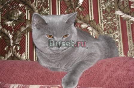 Британский подрощенный мальчик Москва
