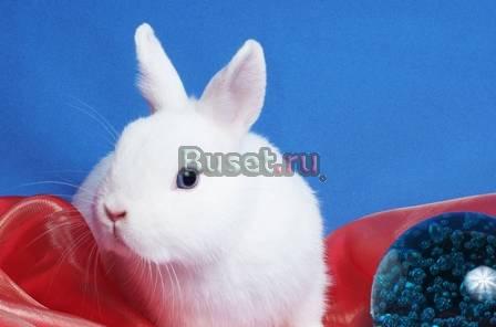 Карликовые кролики голубоглазые гермелины Екатеринбург