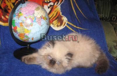 Персидский котик Новосибирск