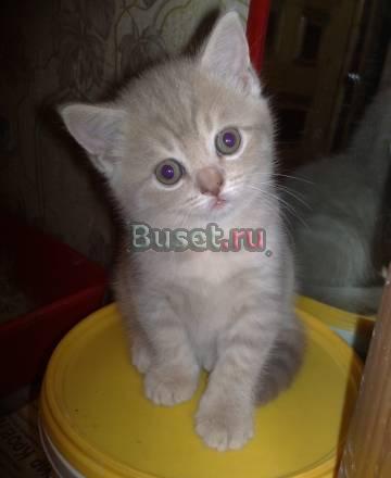 Кошки Ростов-на-Дону