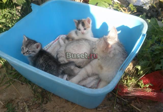 Отдам в добрые руки Энгельс