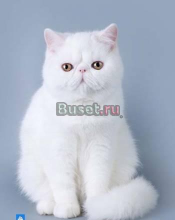 Экзотический короткошерстный котенок Новосибирск