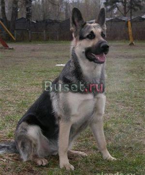 Щенок овчарки Волгоград