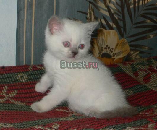 Котята британской короткошерстной Санкт-Петербург