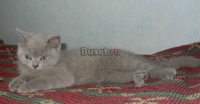 Лиловый британский котенок Санкт-Петербург