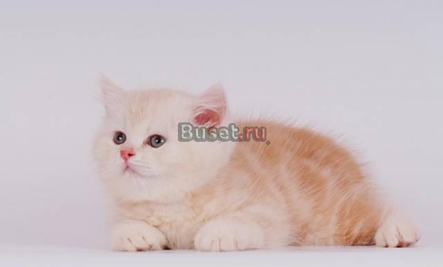 Великолепные британцы Самара