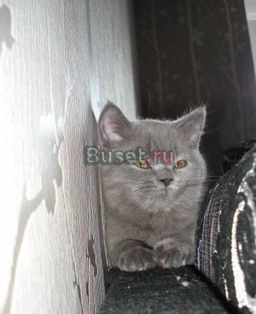 Голубой британский котик 3,5 месяца Санкт-Петербург