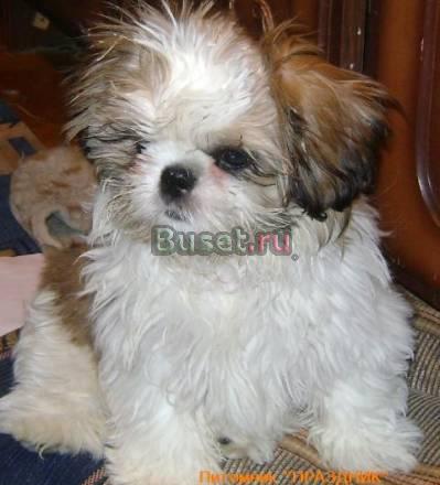 Курносые малявки Щеночки ши тцу недорого Москва
