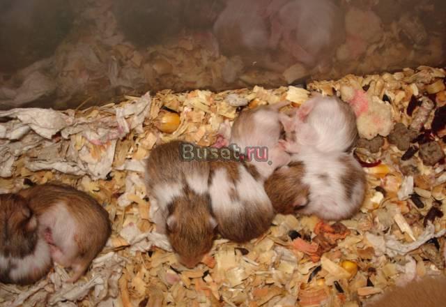Сирийские хомяки Волгоград