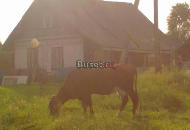 Домик в деревни Санкт-Петербург