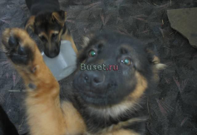 Щенки овчарки с родословной Звенигород