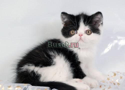 Экзотический котик Москва