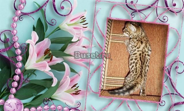 Бенгальский котёнок Москва