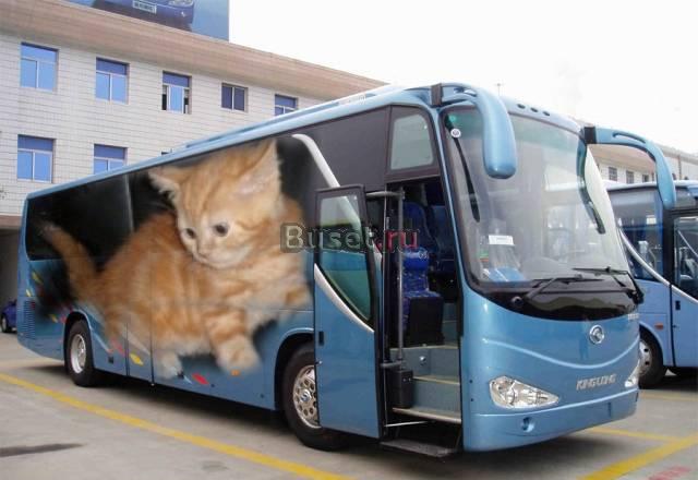 Шотландские страйты и британские котята Москва