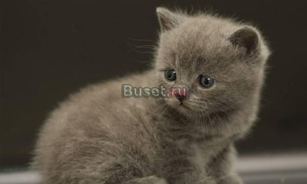 Британские котята Москва