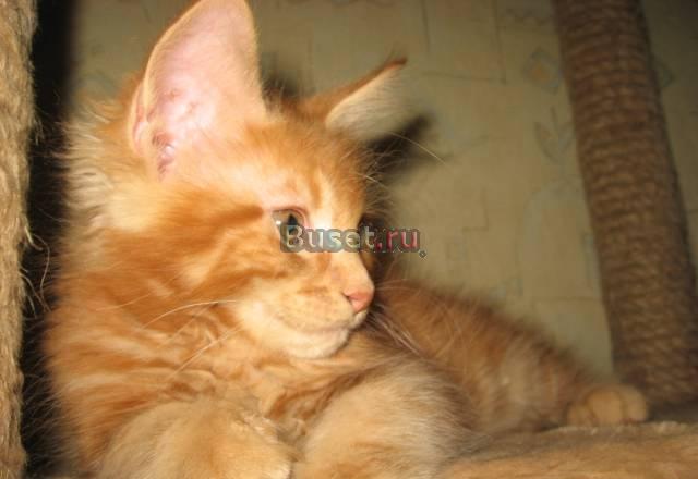Котята породы мейн-кун Ижевск