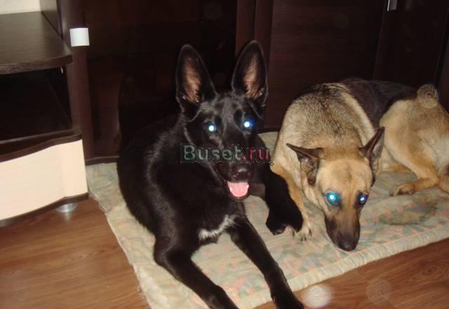 Отдам в добрые руки Санкт-Петербург