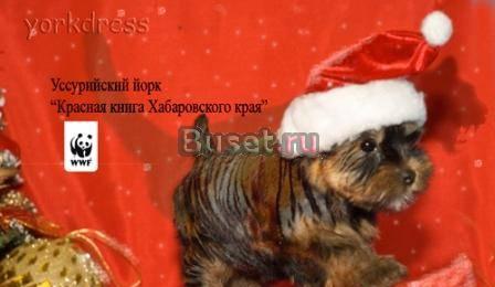 Профессиональный уход за йоркширскими терьерами. Хабаровск