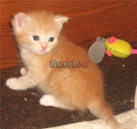 Котята-красавцы 1 мес. в дар Москва