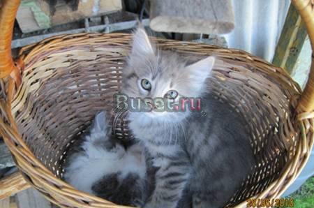 Котятки, мальчик и девочка 2 мес. в дар Москва