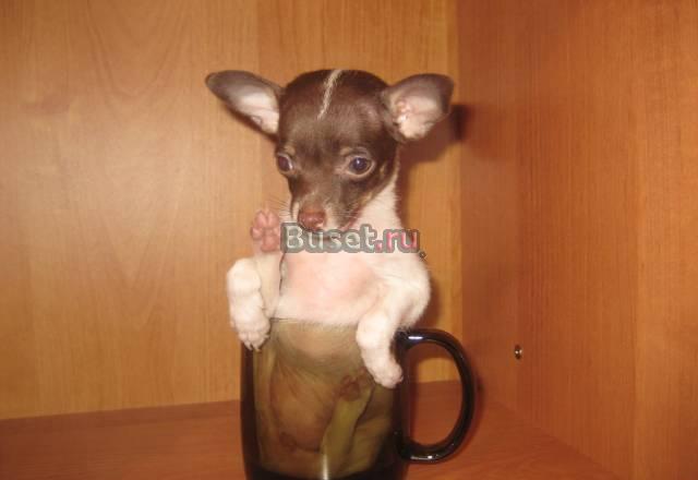 Щенок чихуахуа Волгоград