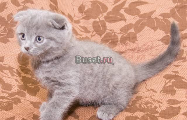 Шотландский вислоухий котенок Москва