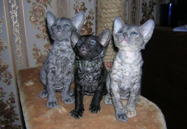 Котик корниш-рекс Волгоград