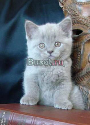 Продаются британские котята классических окрасов Москва