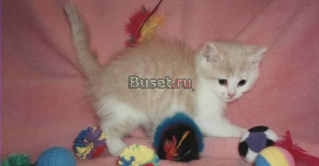 Британский котенок (мальчик) Санкт-Петербург