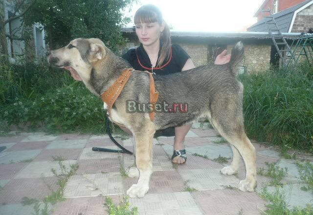 Кобель алабая 6 мес. из питомника Климовск