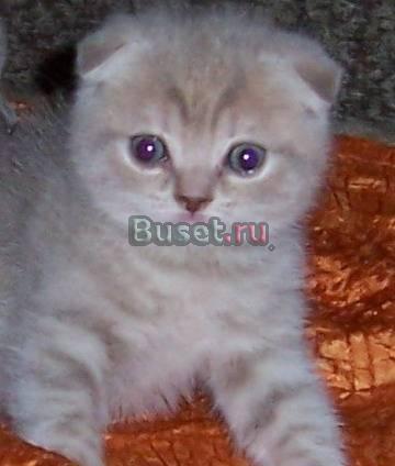 Выставка и продажа котят Москва