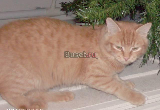Потерялся рыжий кот Новосибирск