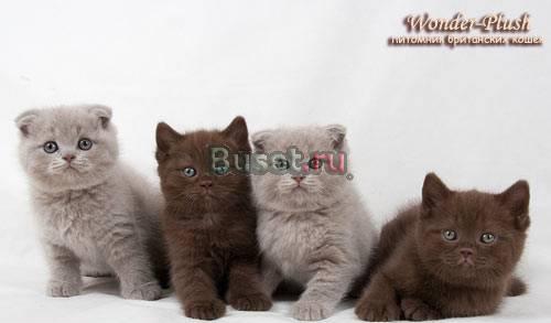 Котята Шотландцы фолды и страйты Москва