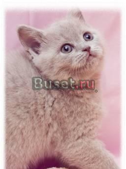 Клубная кошечка Скоттиш Страйт Москва