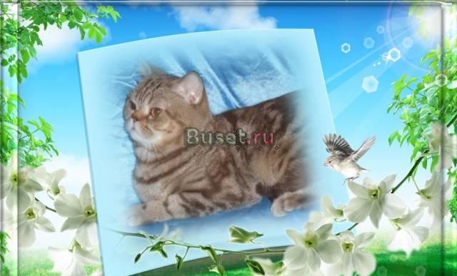 Шотландский страйт и фолд, вязка Москва