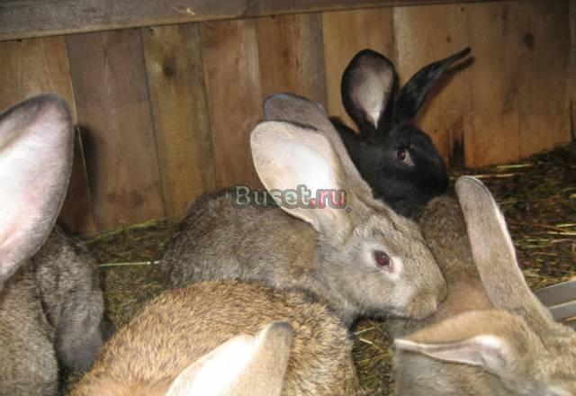Продам очень крупных  крольчат мясных пород Санкт-Петербург