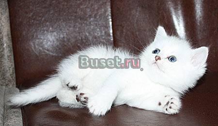 Котик британской шиншиллы с изумрудными глазками Санкт-Петербург