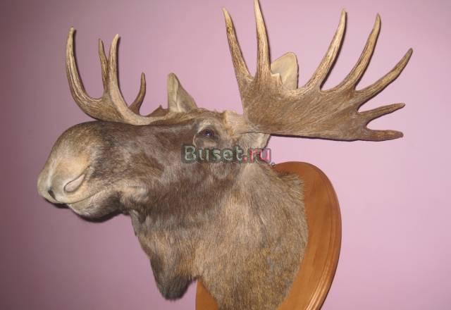 Голова лося-самца с рогами (чучело) Тюмень