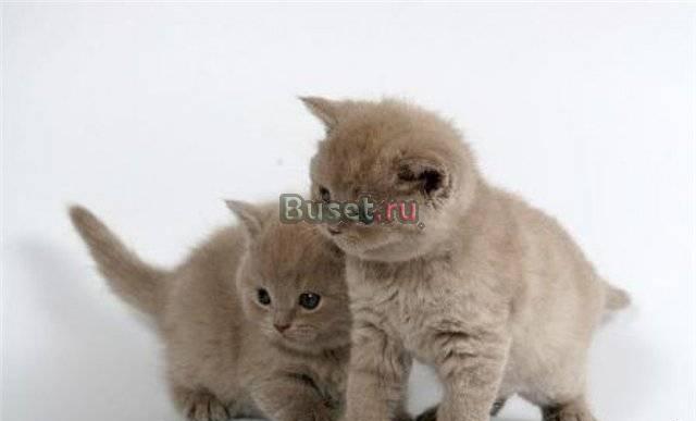 Британчики Красноярск