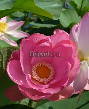 Vip это для Вас Челябинск