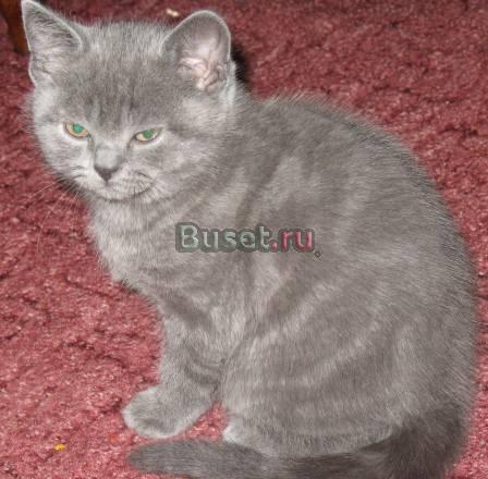 Котик породы шотландская короткошерстная (Scottish Санкт-Петербург