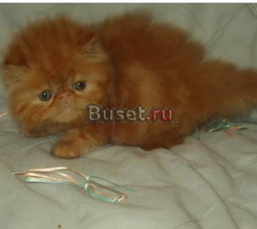 Персидские и экзотические котята Климовск