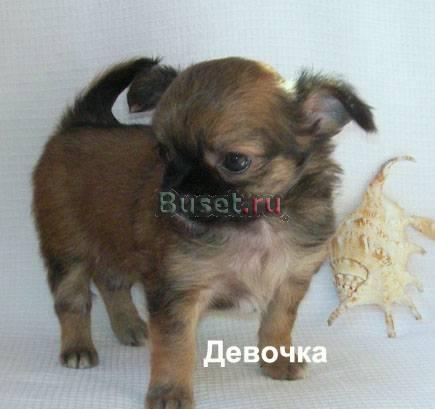 Чихуахуа щенки различных окрасов Москва