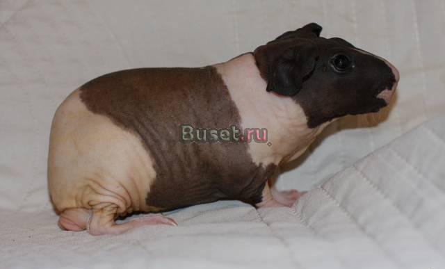 Болдуины Москва